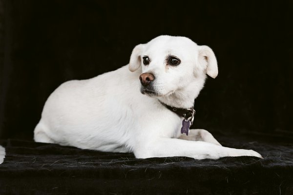 How do you ensure the health of a pet snake?