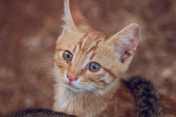 What are the best UK products for cat grooming?
