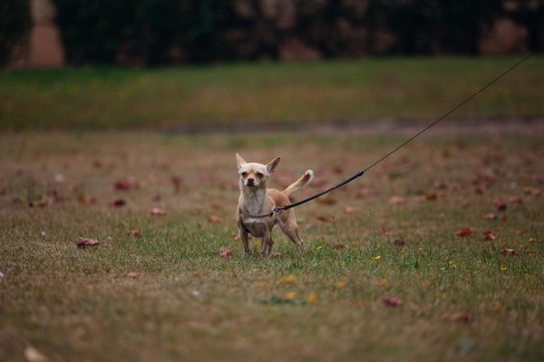 How can you bond with a pet parrot effectively?